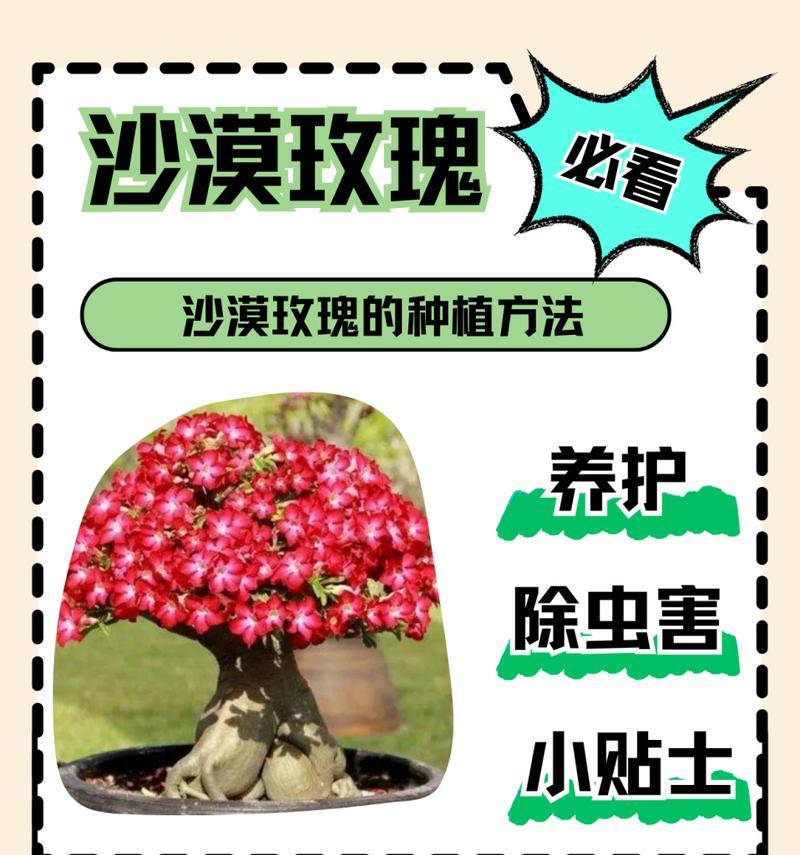 沙漠玫瑰（探究沙漠玫瑰掉落现象的原因及解决方法）