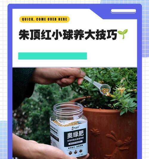 朱顶红养殖技巧与经验分享（掌握养殖技巧，成就朱顶红之王）