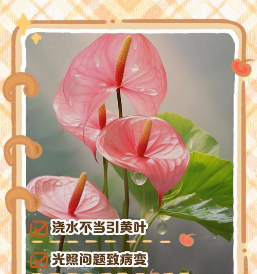 红掌叶子发软花枯萎了该怎么办？（教你有效解决红掌植物枯萎问题）