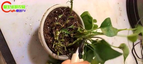 树绿萝叶发黄怎么办？（解决室内绿萝叶片发黄问题的有效方法）