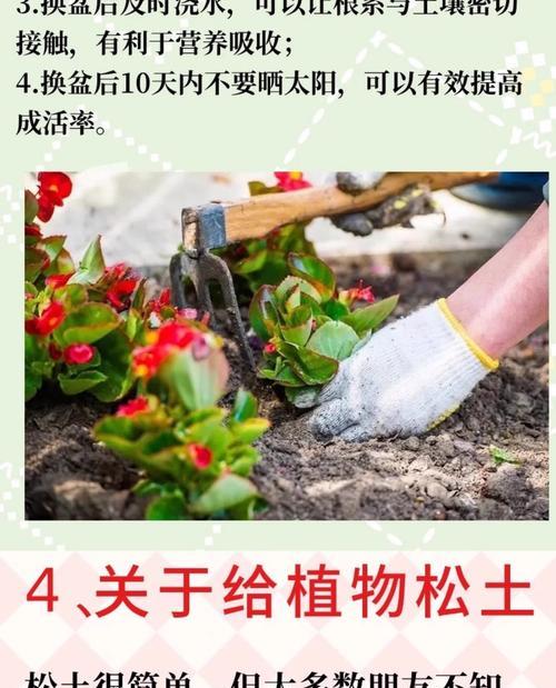 养花术（解决花土变硬的有效方法及注意事项）