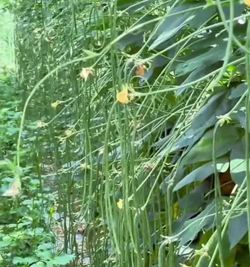 阳台种植长豆角的全程指南（在家种植营养丰富的豆角，轻松享用健康美味）