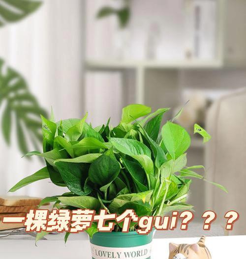 绿萝的管理技巧（打造繁茂健康的绿萝家园）