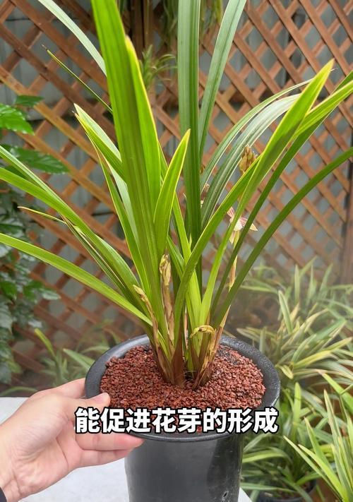 春兰怎样才能开花？（掌握关键技巧，让春兰绽放美丽）