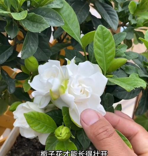 夏天如何科学浇水以保持枝枝花的健康生长（掌握浇水技巧，让枝枝花在炎热的夏天依然盛开绽放）