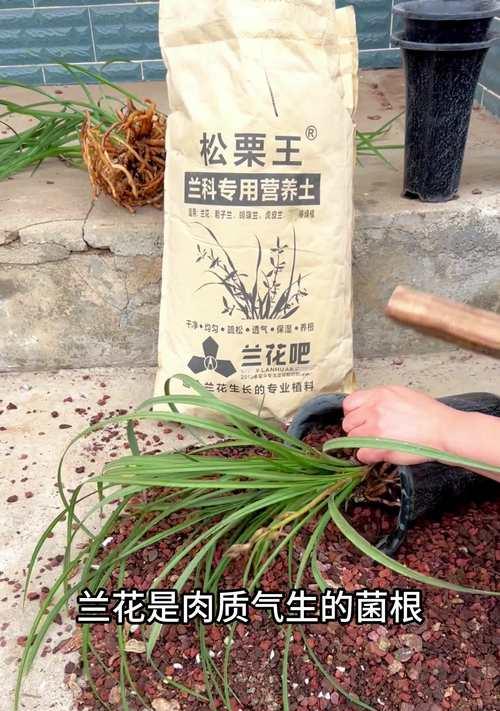 挽救一盆烂根兰花的秘诀（如何修复兰花烂根问题并重焕生机）