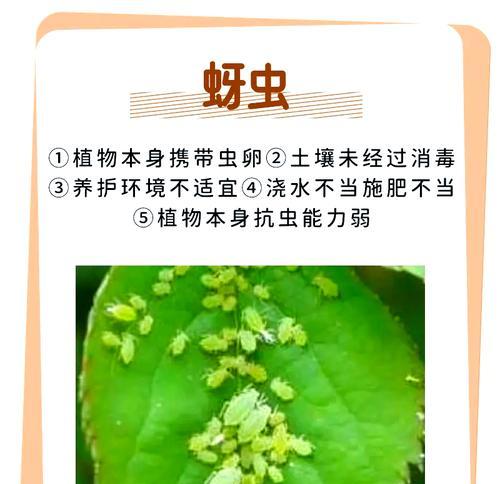 家中花起小腻虫，如何治疗？（快速有效的方法，让您的花朵恢复生机）