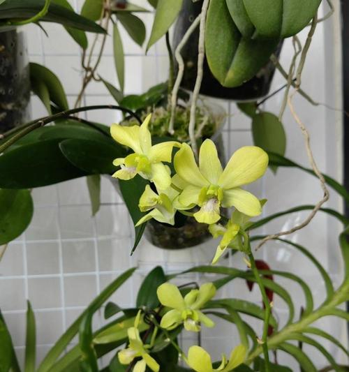 石斛开花时间及注意事项（了解石斛开花时间，轻松养护石斛）