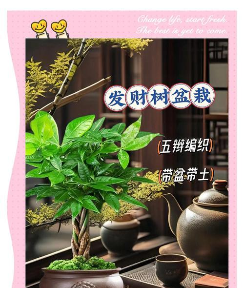 发财树的生长、养护与寓意（以50厘米发财树为主题，助您悦享财富与繁荣）