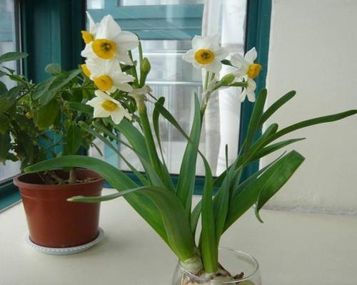 水仙花怎么养？（掌握这些技巧让你的水仙花开得更美）
