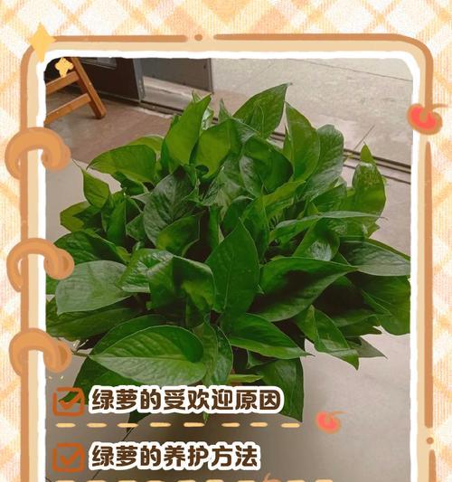 绿萝——茎的奇迹（揭开绿萝茎叶之美，探寻生命力的源泉）
