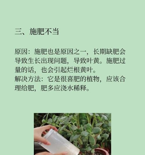 玉树叶子干枯发黄的原因及解决方法（揭秘玉树叶子干枯发黄的神秘原因，教你拯救患病的玉树）