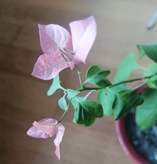 三角梅（探索三角梅的养护方法，啤酒是否是一种有效的植物养料）
