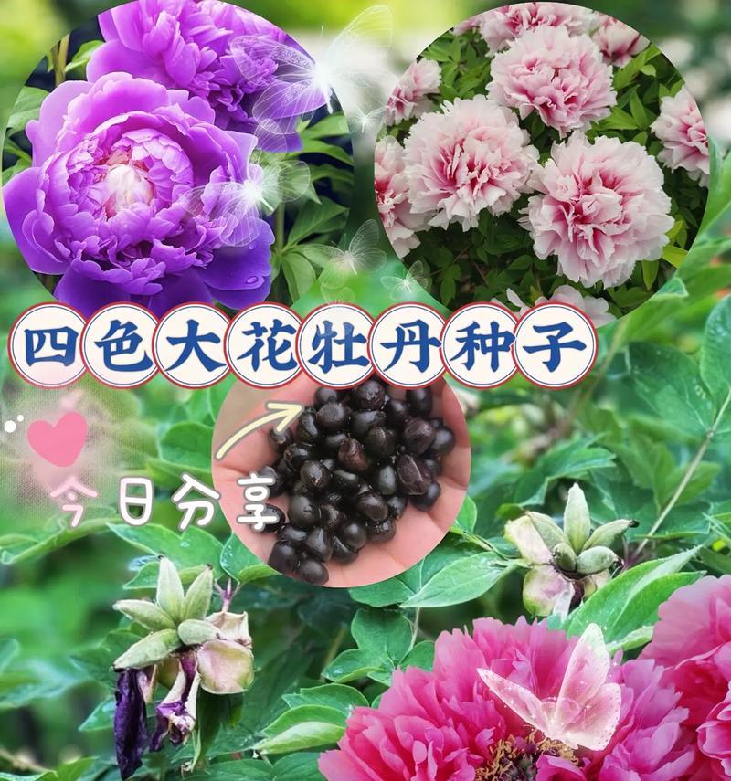 室内牡丹花养殖指南（打造美丽室内花园的必备技巧）