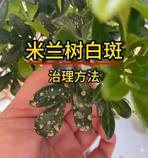 米兰叶子变黄了，是什么原因？（探究米兰叶子变黄的成因及防治方法）