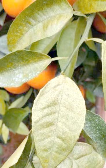 以红蜘蛛治沃柑，提高果实品质与产量（红蜘蛛防治在沃柑种植中的关键措施与效果）