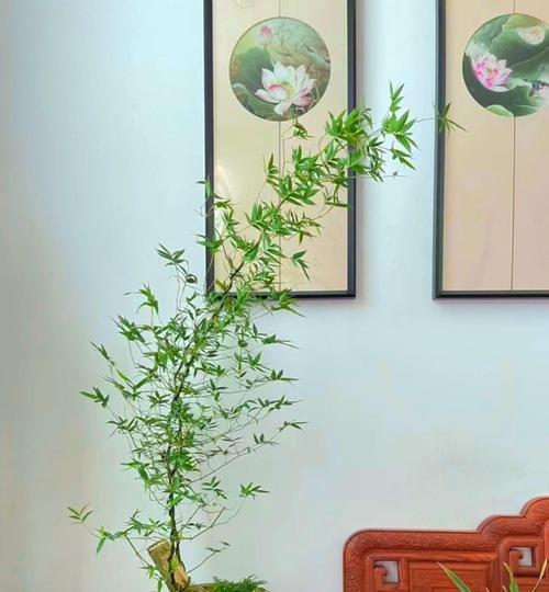 盆栽高竹子的养护技巧（打造健康繁茂的室内高竹子）