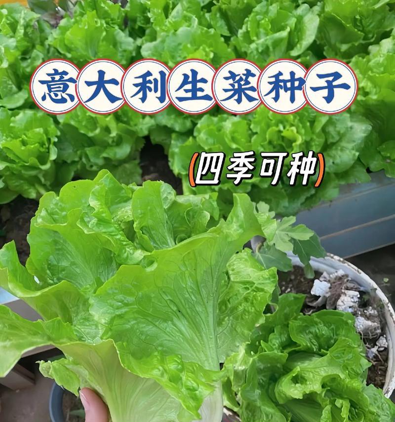 挑选优质生菜品种的技巧（如何选择最适合自己的生菜品种）