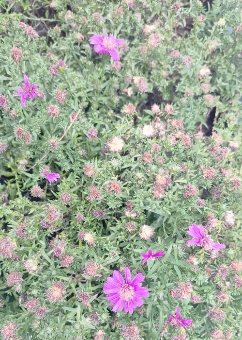 荷兰菊花期多次、花期月份详解