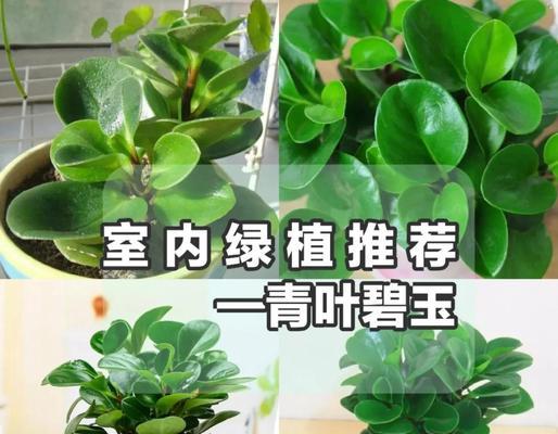 如何有效防治豆瓣绿花卉根部腐烂？（浇水技巧让豆瓣绿花卉健康茁壮）