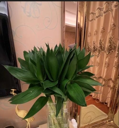 以荷花竹土培养技巧（打造独特盆景家中私家花园）