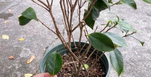 山茶花为什么会掉叶子？（探究山茶花掉叶子的原因及解决方法）