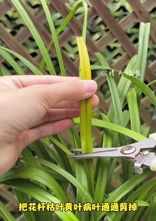秋季兰花养护秘籍（打造盛开花期，享受芬芳秋季）
