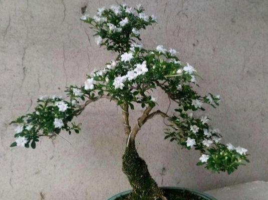 六月雪不开花的原因（探究造成六月雪不开花的因素）