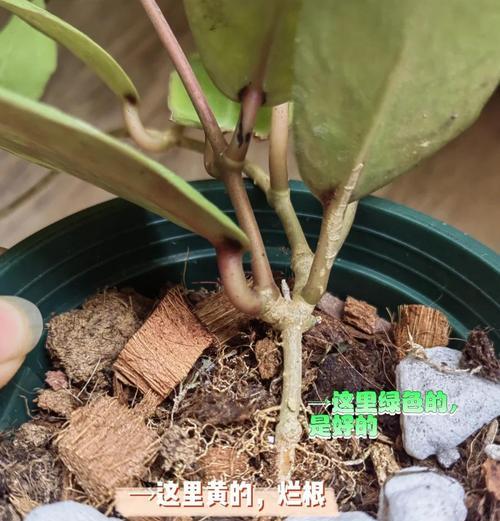 解决吊兰根黑腐的方法与注意事项（探究吊兰根黑腐的成因及应对策略）