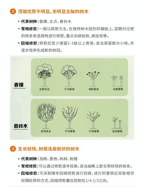 盆栽树苗的移植技巧（打造健康繁茂的室内绿色角落）