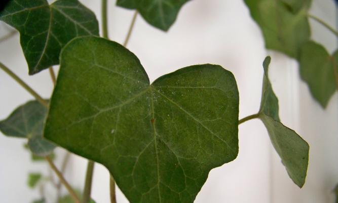 常春藤杀菌的方法与技巧（了解常春藤杀菌的重要性及有效的杀菌方法）