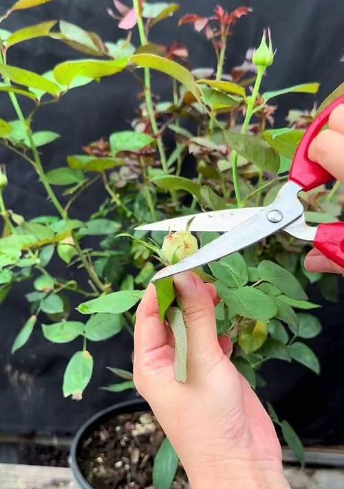 花园害虫治理方法大揭秘（以养花遭遇害虫？别急，试试这些方法！）