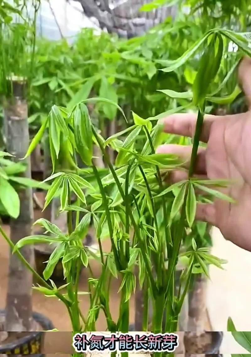 如何有效地养活枯叶的竹盆栽（重拾生机！教你如何将枯叶盆栽变得更健康美丽）