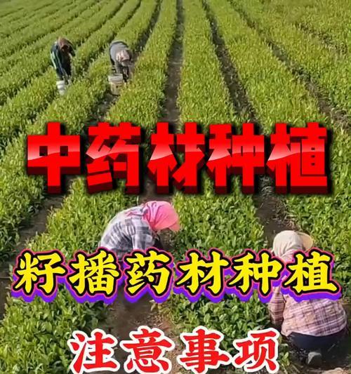 探索种植中种子的技巧与方法（以中种子怎么种，打造丰收的秘密武器）