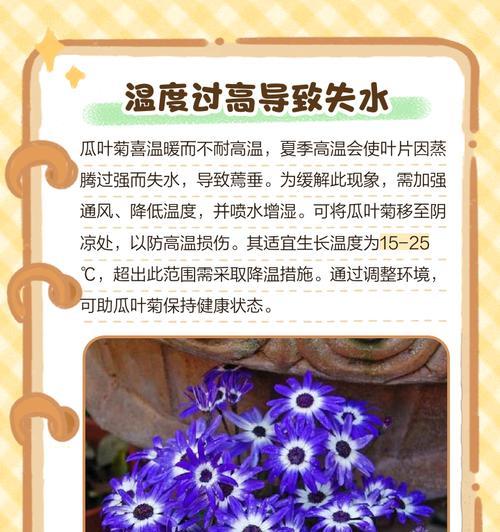 菊花叶子为何易打蔫（探究菊花叶子打蔫的原因及保护方法）