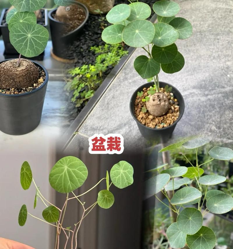 以山乌龟为主题的养殖技术与保护措施（打造健康生态，共同守护山乌龟的家园）