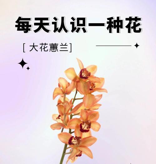 如何正确护理大花蕙兰有花蕾后的关键（打造健康繁花的大花蕙兰）