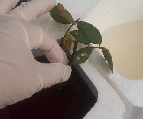 用高锰酸钾进行插枝消毒的方法与注意事项（高锰酸钾消毒的关键步骤及效果分析）