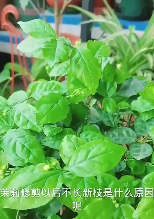 茉莉花重新发芽的剪枝技巧（掌握剪枝技巧，让茉莉花焕发新生机）