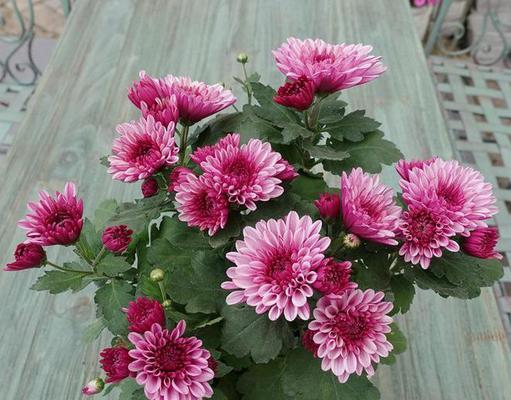 花干了怎么办？以乒乓菊为例（乒乓菊的保养与恢复技巧）