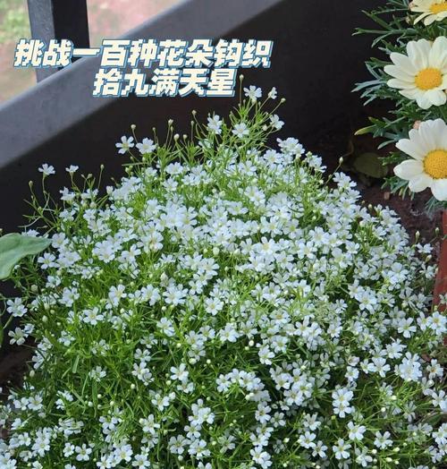 如何巧妙地摆放满天星花束在家里（打造家居内的浪漫花海）