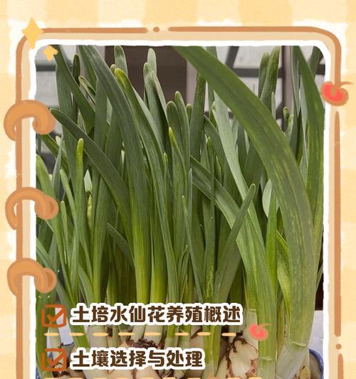 探秘水仙花的生长环境（水仙花的生长地方条件与关键因素）