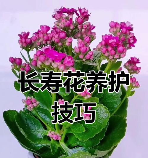 长寿花四季浇水法解析（掌握长寿花的浇水技巧，打造美丽花坛）