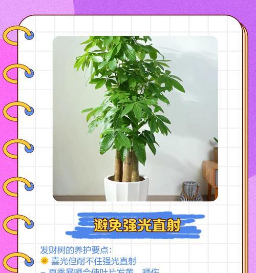 秋季发财树叶子发黄掉落的原因与治理方法（秋季养护，解决发财树叶子发黄掉落问题）