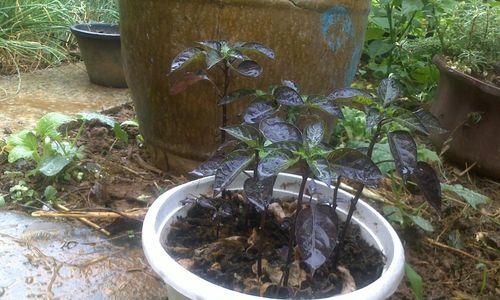 以油桶怎么养铜钱草吊兰（打造独特的室内植物景观）