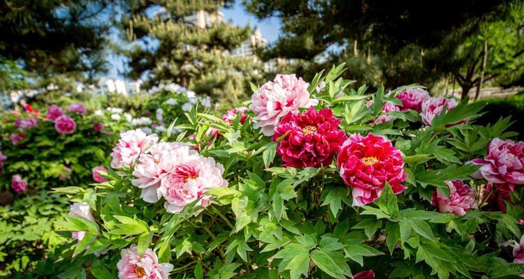 牡丹花种植全攻略（最佳种植时间、栽植技巧、养护方法等全面解析）