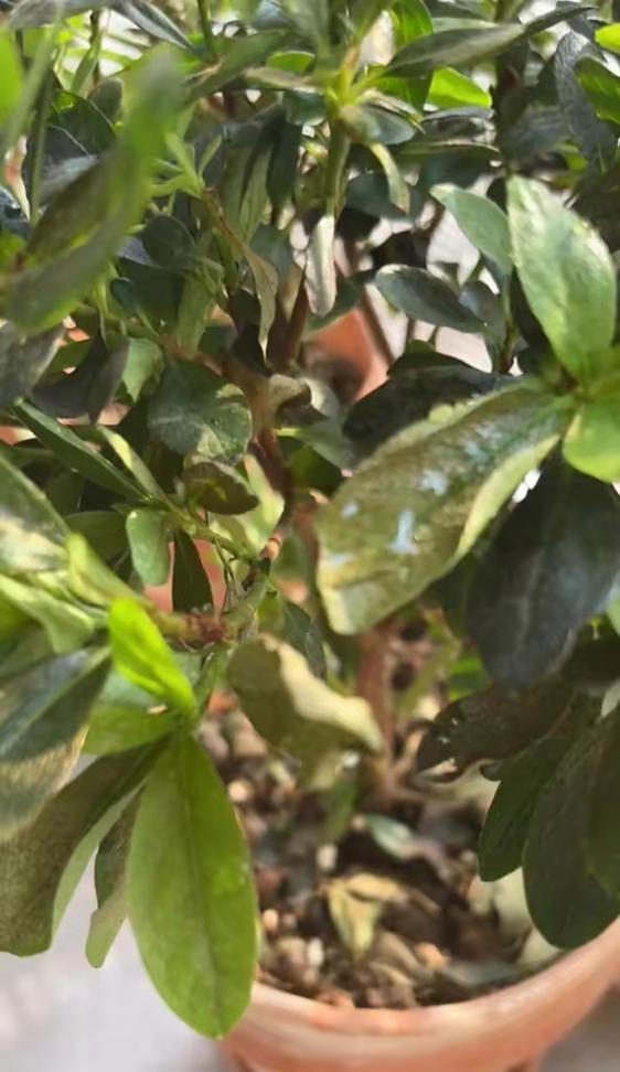 花叶的美丽与处理方法（从花叶上看植物世界的多彩色彩）