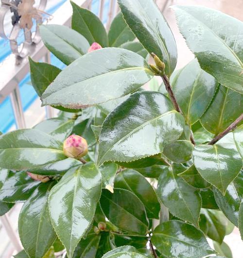 茶花修剪技巧与株型塑造（打造理想茶花株型的关键步骤与方法）