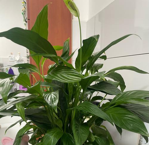 如何救活被白掌浇水浇透的植物（救活被白掌浇水浇透的植物的方法和注意事项）