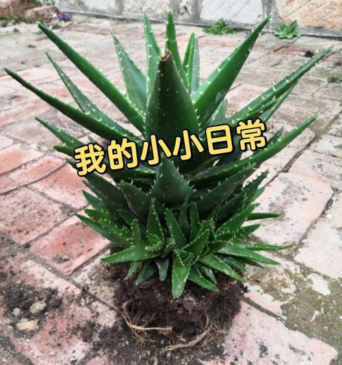 芦荟换土全攻略——让你的芦荟健康成长（从换盆到换土，一步步教你正确操作）